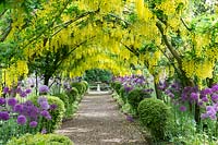 Laburnum walk with Allium borders - Dorothy Clive Gardens, Shropshire, May