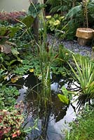 Small pond with exotic planting, September
