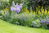 Yellow and blue bed with Eryngium bourgatii, Campanula lactiflora 'Pritchards Variety', Verbascum chaixii, Clematis Limonium and Lysimachia punctata 