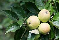 Malus domestica - Cider apple, August
