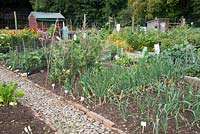 Allotment with vegetable beds, August 