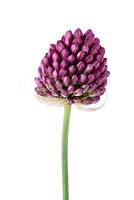 Allium sphaerocephalon - Round-headed garlic or Round-headed leek, June