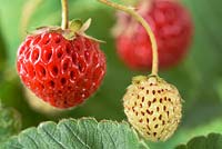 Fragaria x ananassa 'Framberry'- Strawberry, ripe and unripe fruit, July