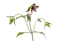 Monarda 'Blaustrumpf' - Bergamot flower buds and bracts, July