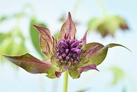 Monarda 'Blaustrumpf' - Bergamot flower and bracts, July