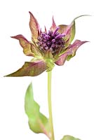 Monarda 'Blaustrumpf'- Bergamot flower and bracts, July
