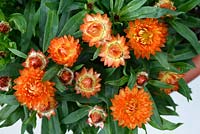 Helichrysum bracteatum 'Nevada Orange'- Everlasting flower, July