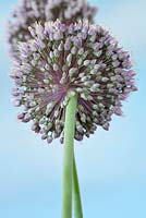 Allium ampeloprasum 'Elephant' - Elephant garlic flowers, July