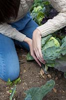 Lady cutting summer cabbage 'Hispi F1', August