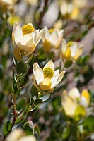 Leucadendron discolor - Proteaceae, October