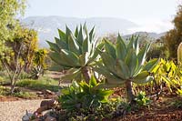Agave attenuata - Lion's tail or Foxtail, October