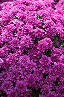 Chrysanthemum Majesty Purple, October