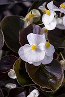 Begonia semperflorens 'Senator White Improved'