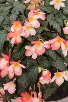 Begonia boliviensis 'Waterfalls Angel Soft Orange'