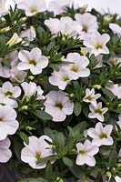 Calibrachoa MiniFamous Neo White - Million Bells, April