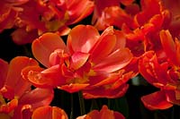 Tulipa Icoon - Tulips, March