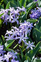 Chionodoxa luciliae Violet Beauty, April