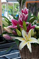 Lilies in basket, May