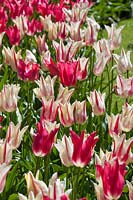 Tulipa Mariette, Marilyn - Tulips, May