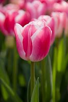 Tulipa Marrero - Tulip, March