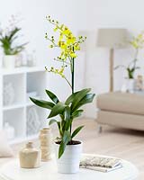 Oncidium Sweet Sugar - orchid, November