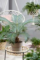 Cycas revoluta - Sago palm, December