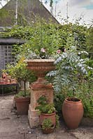 Antique cast iron urn on pedestal on patio with summer planting - July