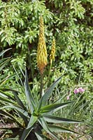 Aloe striatula - Hardy aloe, July