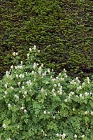 Corydalis ochroleuca growing in front of Yew hedge - July