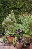 Begonia luxurians, Aeonium arboreum 'Zwartkop', Pelargonium 'Lord Bute' and Osmunda regalis in terracotta pots in front of yew hedge - July