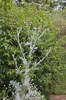 Onopordum acanthium standing out against deciduous shrubs - Scotch Thistle or Cotton Thistle - July 
