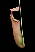 Nepenthes truncata - Pitcher Plant 