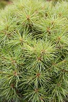 Pinus strobus 'Sea Urchin', August