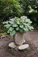 Hosta sieboldiana var. 'Elegans' in cracked and repaired clay pot in garden with giant clam shells around - June