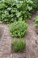Mentha spicata and Rosmarinus growing in gaps between brick paved area - June