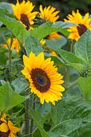 Helianthus annuus 'Prado Gold' - Sunflower