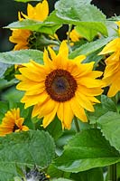 Helianthus annuus 'Junior' - Sunflower