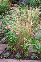 Stipa tenuissima, Zinnia, Agastache foeniculum - Capel Manor Gardens