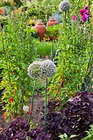 Mixed vegetable bed with flowering leeks - Allium porum and Perilla frutescens nankinensis