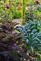 Vegetable garden in summer with Kale - Brassica oleracea F1 'Redbor' and Brassica oleracea 'Nero di Toscana'.
