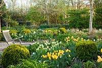 Spring borders of tulips and daffodils.  Box topiary. Tulipa 'Spring Green', Tulipa 'Strong Gold', Tulip 'Golden Apeldoorn'.