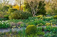 Path leading through spring borders of tulips and daffodils.  Box topiary. Tulipa 'Spring Green', Tulipa 'Strong Gold', Tulip 'Golden Apeldoorn'.