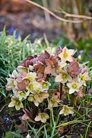 Helleborus x nigercors 'Candy Love', March