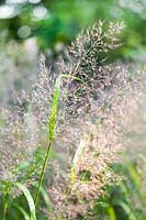 Calamagrostis brachytricha - Korean feather reed grass, September