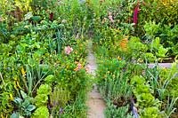 Borders of annuals and perennials in kitchen garden to attract beneficial insects.  Planting includes Tagetes patula - French marigolds, Dahlia, Lavandula angustifolia, Verbena bonariensis, Zinnia, Agastache rugosa and Rudbeckia triloba.