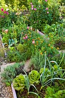 Mixed planting of vegetables, herbs and flowers in summer kitchen garden. Lettuces, leeks, Lavandula angustifolia, chives, savory, Salvia nemorosa, Tagetes patula - French marigolds, Dahlia and peppers