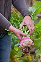 Woman harvesting turnips in November.