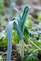 Allium porrum - leek in frost