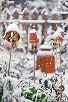 Terracotta pots filled with straw in winter vegetable garden.