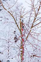 Snow damage - broken branch of japanese maple tree - Acer palmatum  'Sango kaku' damaged by heavy snow and wind.